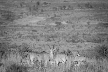 Herd of Eland standing in the high grass in black and white in the Welgevonden game reserve, South Africa.の写真素材