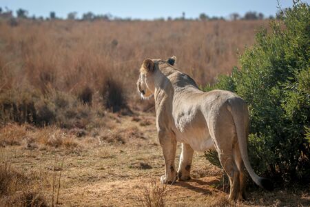 Lioness on the look out for prey in the Welgevonden game reserve, South Africa.の写真素材