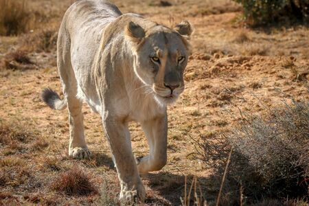 Lioness walking towards the camera in the Welgevonden game reserve, South Africa.の写真素材