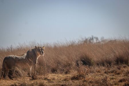 Lioness on the look out for prey in the Welgevonden game reserve, South Africa.の写真素材