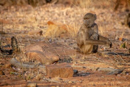 Young Chacma baboon sitting and looking around in the Welgevonden game reserve, South Africa.の写真素材