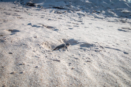 Green sea turtle hatchling on the beach on the Swahili Coast, Tanzania.