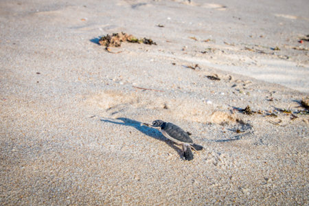 Green sea turtle hatchling on the beach on the Swahili Coast, Tanzania.