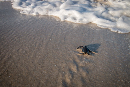Green sea turtle hatchling on the beach on the Swahili Coast, Tanzania.