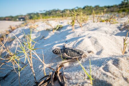 Green sea turtle hatchling on the beach on the Swahili Coast, Tanzania.の写真素材