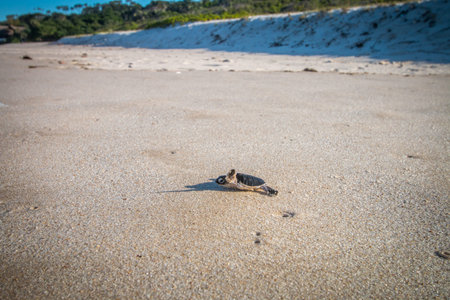 Green sea turtle hatchling on the beach on the Swahili Coast, Tanzania.
