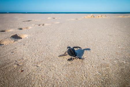Green sea turtle hatchling on the beach on the Swahili Coast, Tanzania.