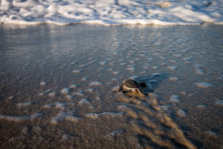 Green sea turtle hatchling on the beach on the Swahili Coast, Tanzania.