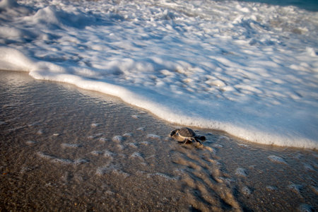 Green sea turtle hatchling on the beach on the Swahili Coast, Tanzania.