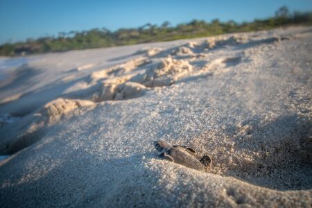 Green sea turtle hatchling on the beach on the Swahili Coast, Tanzania.の写真素材