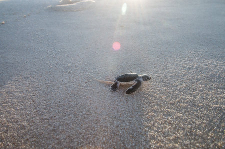 Green sea turtle hatchling on the beach on the Swahili Coast, Tanzania.