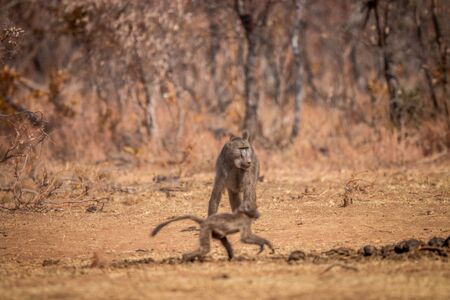 Chacma baboon walking in the grass in the Welgevonden game reserve, South Africa.の写真素材