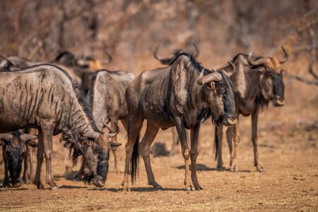 Blue wildebeest standing in the grass in the Welgevonden game reserve, South Africa.の写真素材