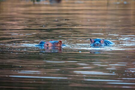 Hippos standing in the water in the Welgevonden game reserve, South Africa.の写真素材