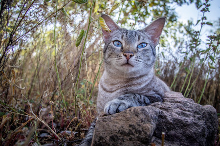Blue-eyed cat laying between the grass in Africa.