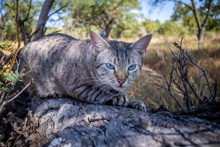 Blue-eyed cat scratching a tree in Africa.の写真素材