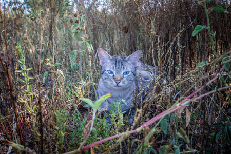 Blue-eyed cat laying between the grass in Africa.の写真素材