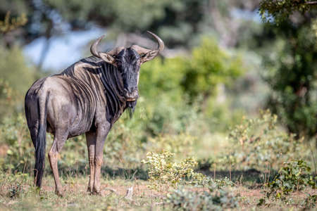 Blue wildebeest looking at the camera in the Welgevonden Game Reserve, South Africa.の写真素材