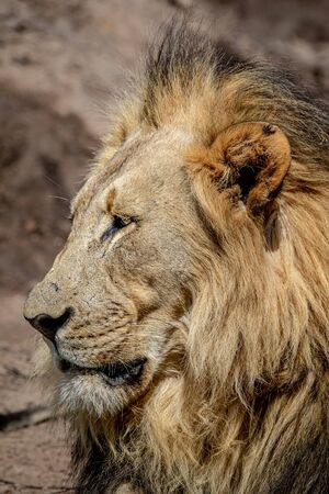 Close up of a big male Lion in the Welgevonden Game Reserve, South Africa.の写真素材