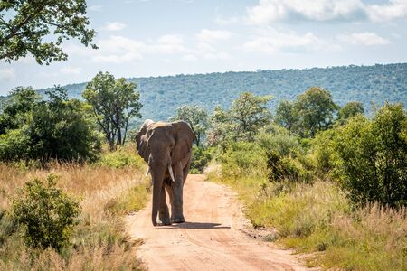 Big African elephant walking towards the camera in the Welgevonden Game Reserve, South Africa.の写真素材