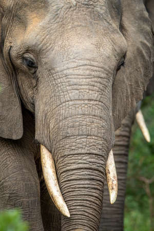 Close up of an African elephant in the WGR, South Africa.の写真素材