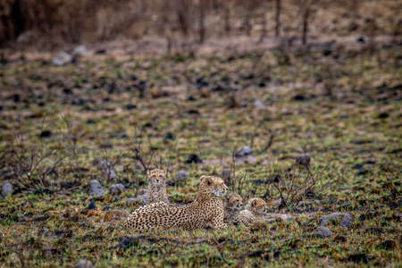 Cheetah mom with cubs in the bush in the WGR, South Africa.の写真素材