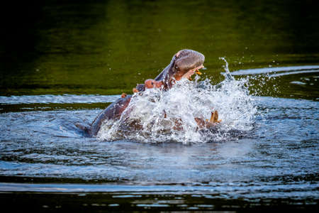 Hippo displaying in a water dam in the WGR, South Africa.の写真素材