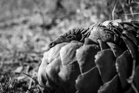 Ground pangolin rolling up in the grass in black and white in the WGR, South Africa.の写真素材