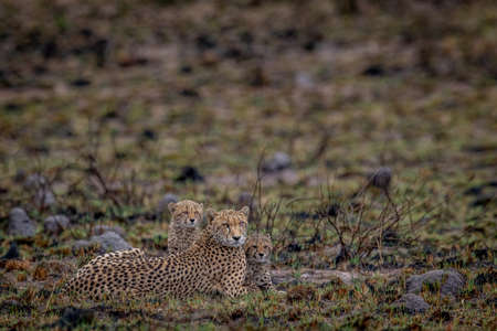 Cheetah mom with cubs in the bush in the WGR, South Africa.の写真素材