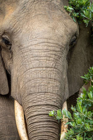 Close up of an African elephant in the WGR, South Africa.の写真素材