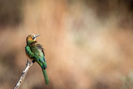 White-fronted-bee-eater sitting on a branch in the WGR, South Africa.の写真素材