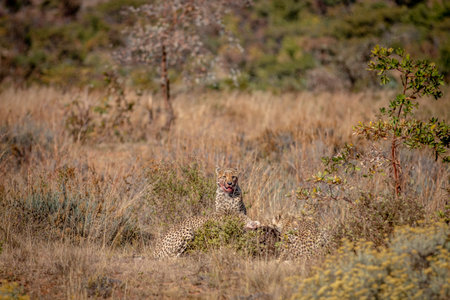 Group of Cheetahs feeding on a Blue wildebeest in the WGR, South Africa.の写真素材