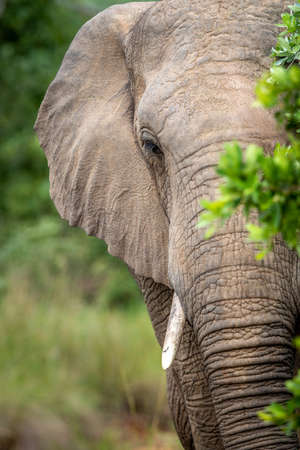 Close up of an African elephant in the WGR, South Africa.の写真素材