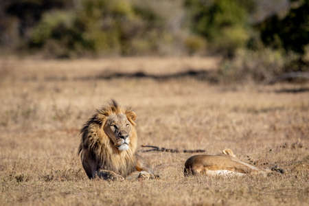 Mating Lion couple laying in the grass in the WGR, South Africa.の写真素材