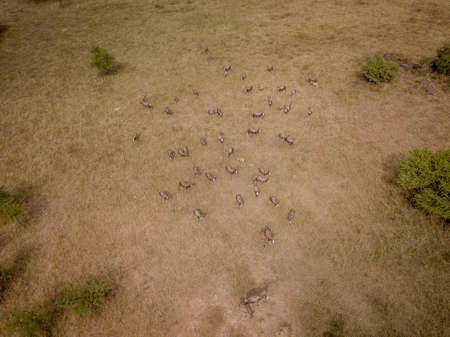 Drone picture of a herd of Blesbok in an open grass plain in the WGR, South Africa.の写真素材