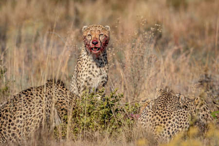 Group of Cheetahs feeding on a Blue wildebeest in the WGR, South Africa.の写真素材