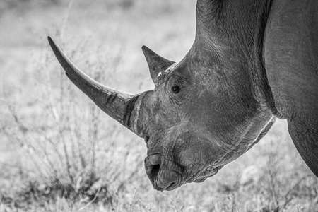 Side profile of a white rhino head in black and white, South Africa.の写真素材