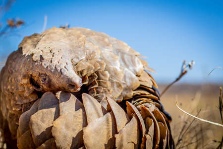 Ground pangolin rolling up in the grass in the WGR, South Africa.の写真素材