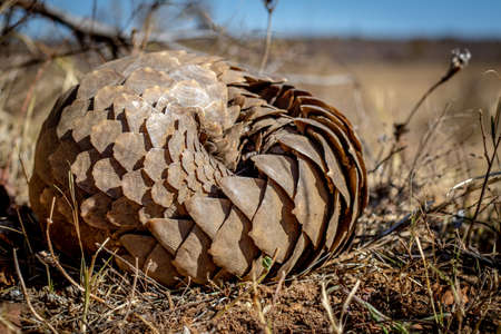 Ground pangolin rolling up in the grass in the WGR, South Africa.の写真素材