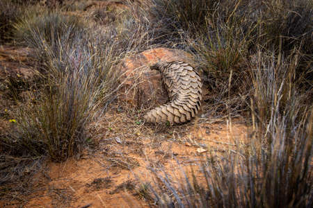 Ground pangolin crawling in the bush in the WGR, South Africa.の写真素材