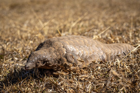 Ground pangolin crawling in the bush in the WGR, South Africa.の写真素材