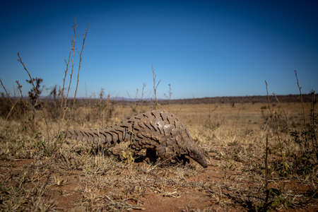 Ground pangolin crawling in the bush in the WGR, South Africa.の写真素材