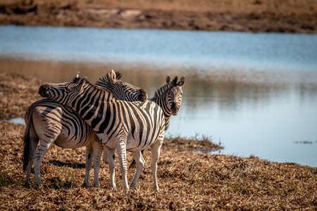 Group of Zebras standing by a water dam in the WGR, South Africa.の写真素材