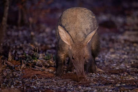 Aardvark foraging for ants in the WGR, South Africa.の写真素材