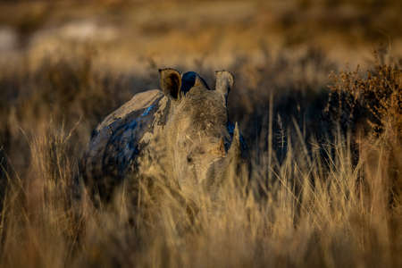 White rhino in the tall grass, South Africa.の写真素材