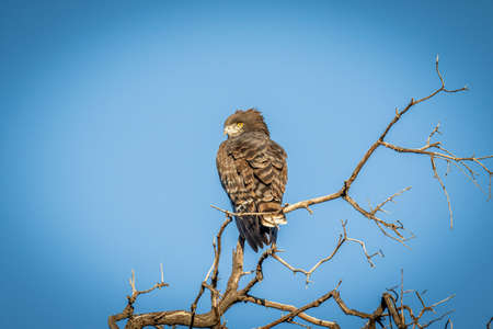 Brown-chested snake eagle perching on a branch in the WGR, South Africa.の写真素材