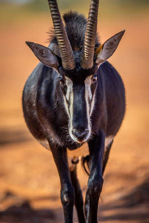 Sable antelope starring at the camera in the WGR, South Africa.の写真素材