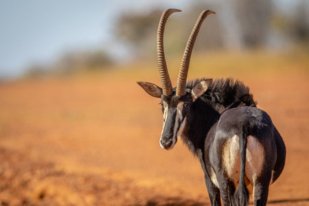 Sable antelope looking back towards the camera in the WGR, South Africa.の写真素材