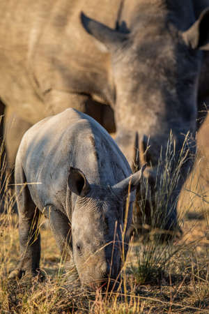 Small White rhino calf grazing with mother, South Africa.の写真素材