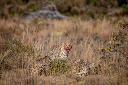 Group of Cheetahs feeding on a Blue wildebeest in the WGR, South Africa.の写真素材